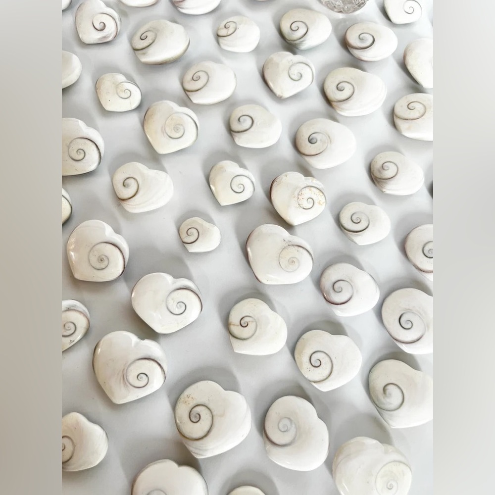 One Shiva Heart Shell Pastel - Picture 2 of 9